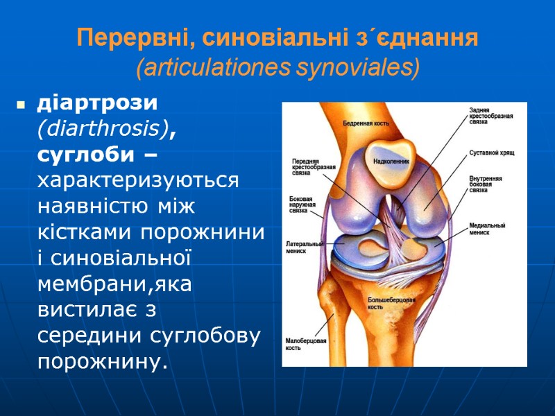 Перервні, синовіальні з´єднання (articulationes synoviales) діартрози (diarthrosis), суглоби – характеризуються наявністю між кістками порожнини